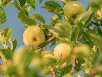 Чем подкормить плодовые деревья в августе? Отвечает специалист