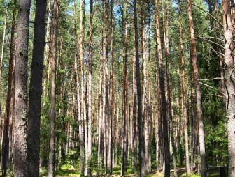 Правоохранители нашли мужчину, который 2 дня провел в лесу на территории Гродненского района