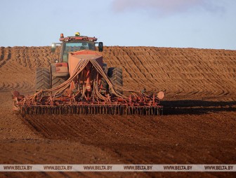 В Беларуси завершается сев озимых зерновых