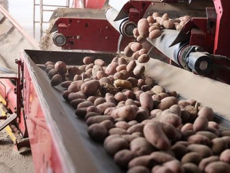 В Беларуси убрали картофель на 93% площадей
