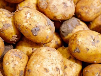 Как использовать картофельные очистки для удобрения растений: советы агрономов