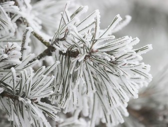 Оранжевый уровень опасности из-за снегопада и порывистого ветра объявлен в Беларуси на 10 января