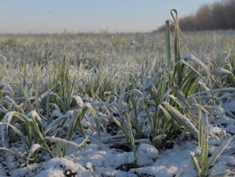 Озимый прогноз: как скажутся капризы зимы на посевах?
