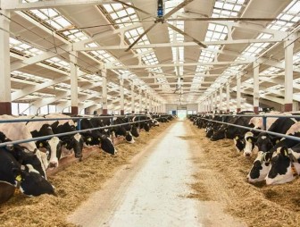 Строительство пяти молочно-товарных ферм начнется в Гродненском районе в этом году