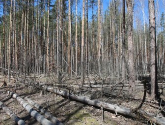Минлесхоз усилит контроль за лесовосстановлением на ветровально-буреломных участках