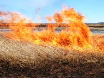 Районный отдел МЧС напоминает о последствиях выжигания сухой растительности (+ видео)