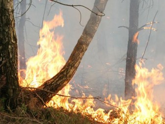 С начала года в области зарегистрировано свыше 180 загораний сухой растительности. Спасатели напоминают жителям региона о соблюдении правил безопасности