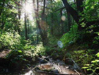 Во всех районах Гродненской области запрещено посещение лесов