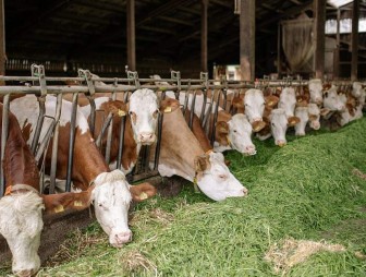 В Зельвенском районе раскрыта преступная схема хищений мяса: украдено около 5,5 тонн