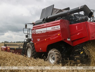 Озимый рапс на зерно в Беларуси убрали с более чем 13 тыс. га