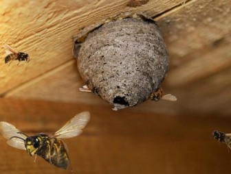 Что делать, если вы обнаружили гнездо ос в доме: спасатели Мостовского РОЧС рекомендуют
