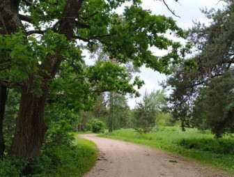 В 11 районах Гродненской области введены ограничения на посещение лесов