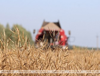В Беларуси намолочено почти 7,1 млн тонн зерна с учетом рапса