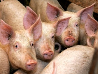 К сведению мостовчан: африканская чума свиней