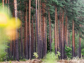 Белорусы могут бесплатно выкапывать в лесу саженцы кустарников и деревьев. На каких условиях?