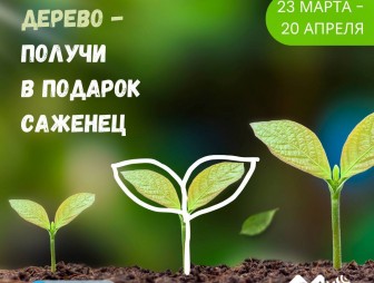 Посади дерево - получи в подарок саженец! Сегодня в Беларуси стартовала республиканская акция 'Аднавiм лясы разам!'