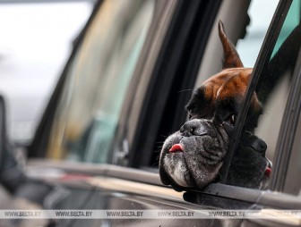 Владельцам собак в Беларуси нужно платить налог. Для кого существуют льготы?