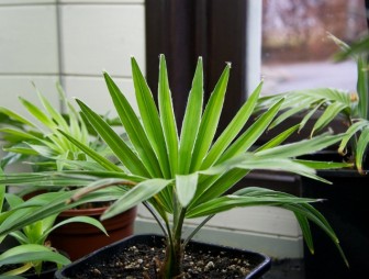Защищает дом от злых сил и приносит удачу, если листья тянутся вверх. Как ухаживать за пальмой трахикарпус
