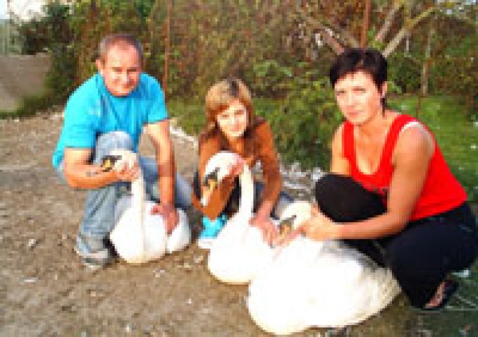 Фазаны и павлины на собственном подворье