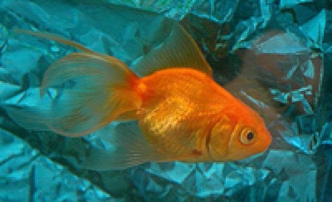 Золотая рыбка...