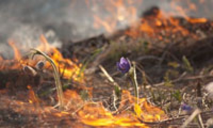 Почему нельзя сжигать сухую растительность