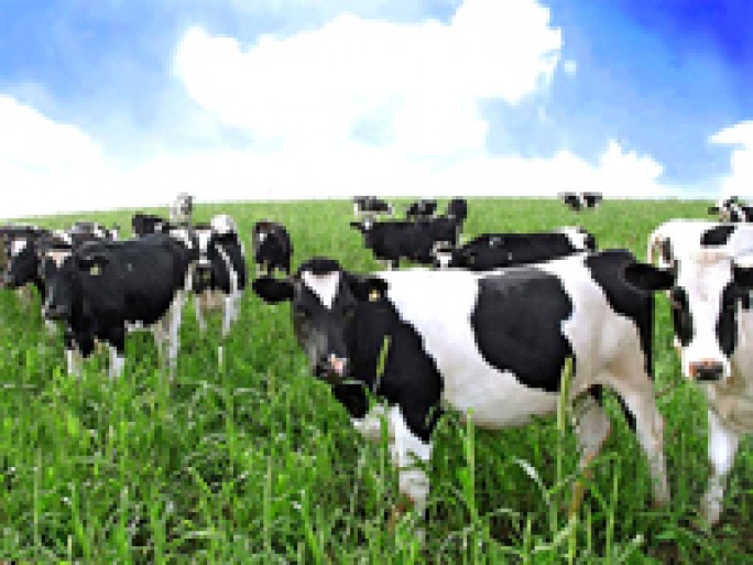 Есть резервы для увеличения производства молока и мяса