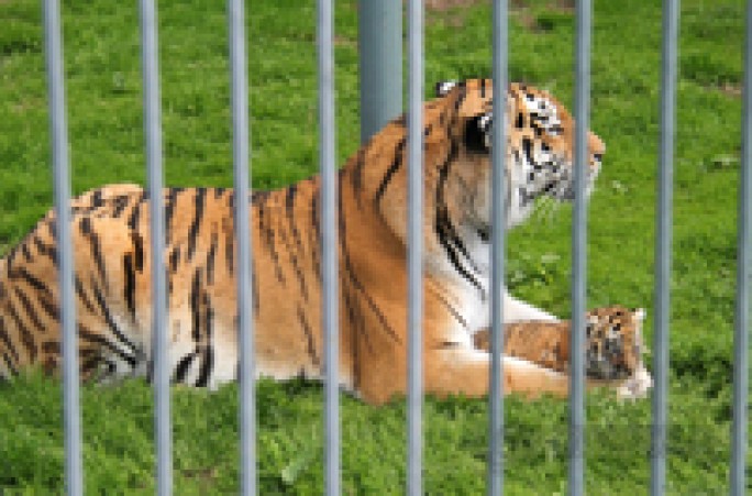 Полосатое пополнение: в Гродненском зоопарке можно посмотреть на забавы амурских тигрят