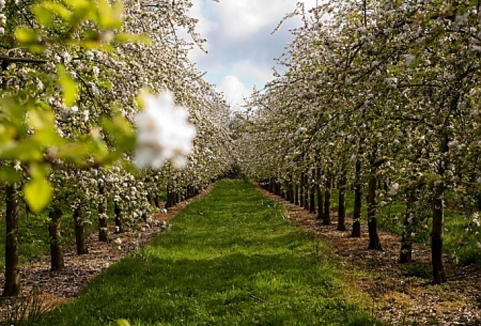 Школьники Гродненской области посадят яблоневые сады в честь учителей