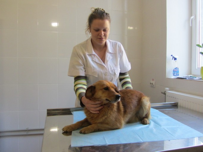 В Гродно открылась вторая государственная ветеринарная клиника