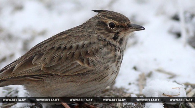 Птицу года Беларуси можно увидеть на необычных экскурсиях под Гродно