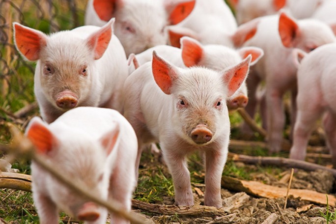 На Гродненщине остается актуальной тема случаев заболевания африканской чумой свиней