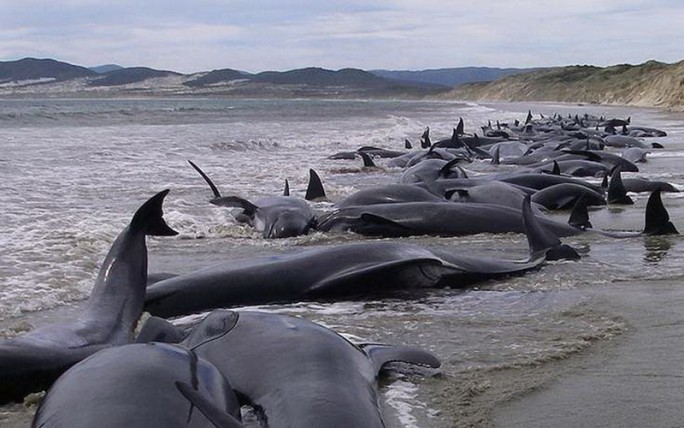Более 400 черных дельфинов выбросились на берег в Новой Зеландии