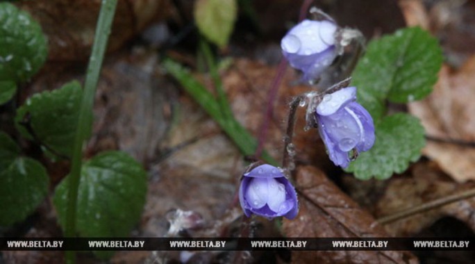 До 15 градусов тепла и дожди ожидаются в Беларуси 21 марта