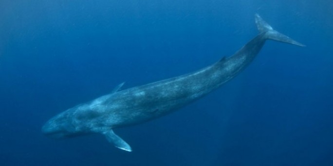 'Синие киты' подстрекают к суициду