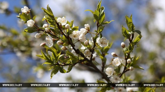 До 18 градусов тепла ожидается по юго-западу Беларуси 5 мая