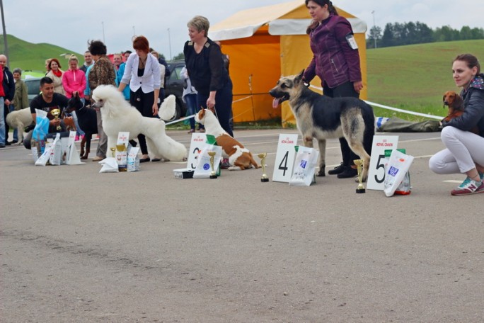 В «Коробчицком Олимпе» пройдет выставка собак