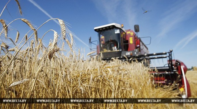 В Гродненской области массовую уборку зерновых начнут в середине июля