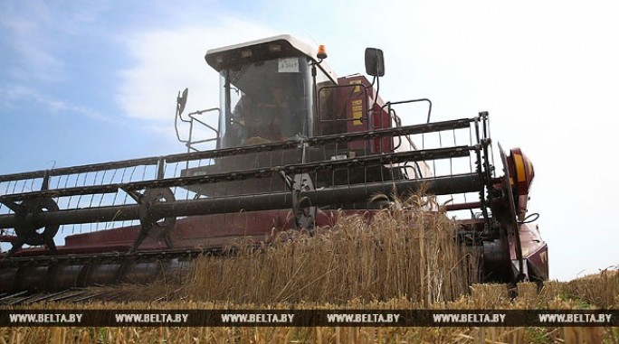 Белорусские аграрии намолотили более 2,5 млн т зерна