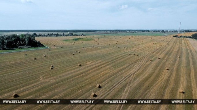 В Беларуси зерновые убраны на половине площадей