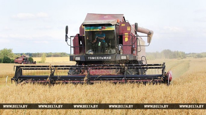 Белорусские аграрии намолотили уже почти 5,7 млн т зерна