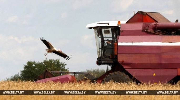 Более 6,5 млн т зерна намолотили в Беларуси