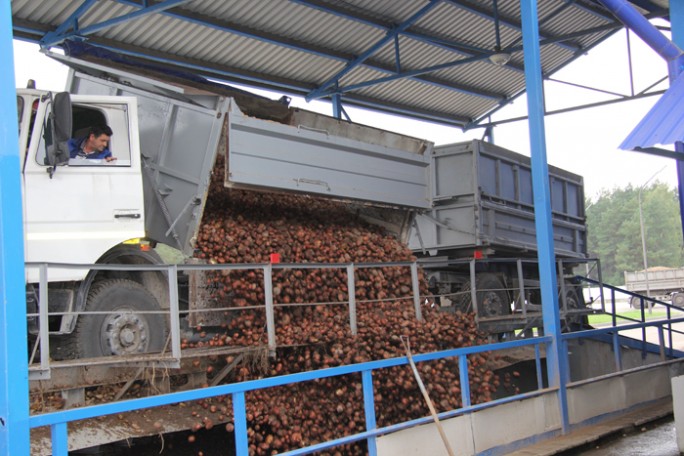 Рогозницкие крахмальщики ведут переработку картофеля
