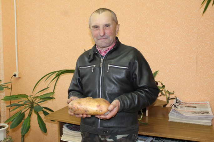 Житель Мостовщины вырастил килограммовый картофель
