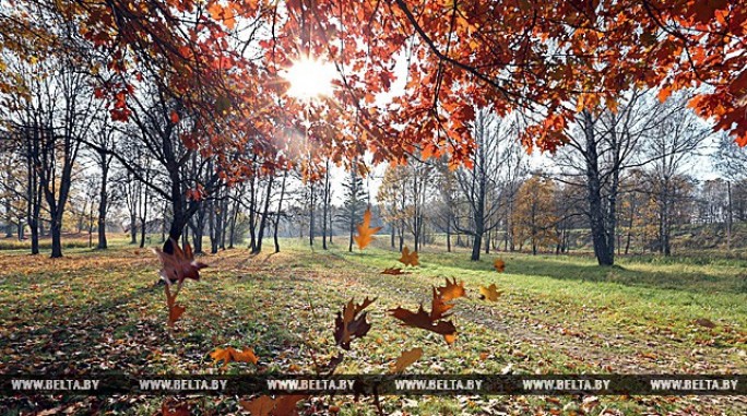 До 10 градусов тепла ожидается 11 ноября по юго-востоку Беларуси