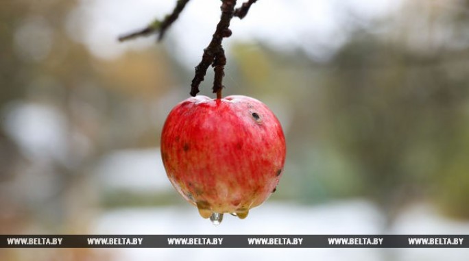 Дожди и мокрый снег ожидаются в Беларуси 19 ноября