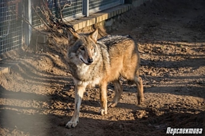 Пушистый символ года: знакомимся с дикими представителями семейства собачьих Гродненского зоопарка