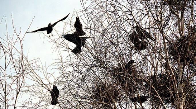 Уничтожение гнезд птиц в Беларуси запрещено до 15 августа