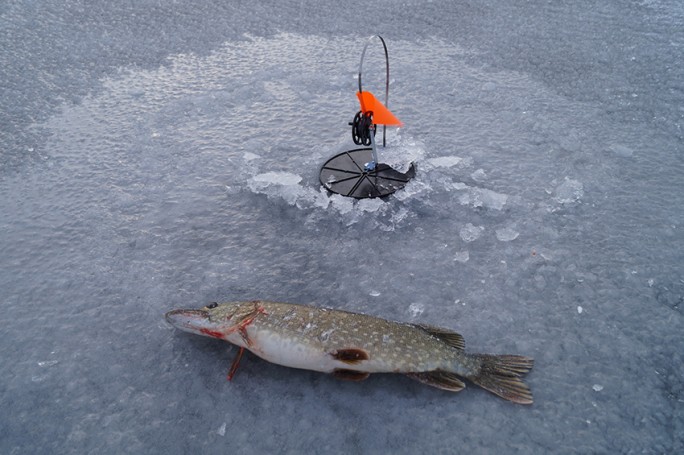 Щука под запретом! Лов щуки запрещен с 1 марта по 15 апреля