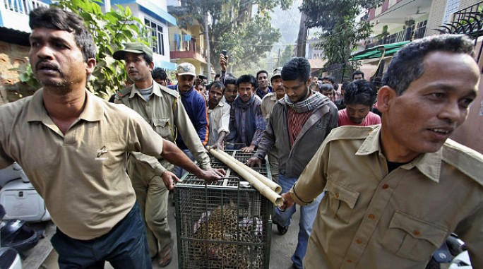 В Индии леопард забрел в город и напал на людей