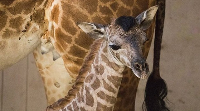 В зоопарке Санта-Барбары родилась девочка-жираф